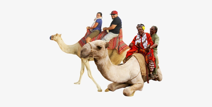 Detail Camels Png Nomer 42