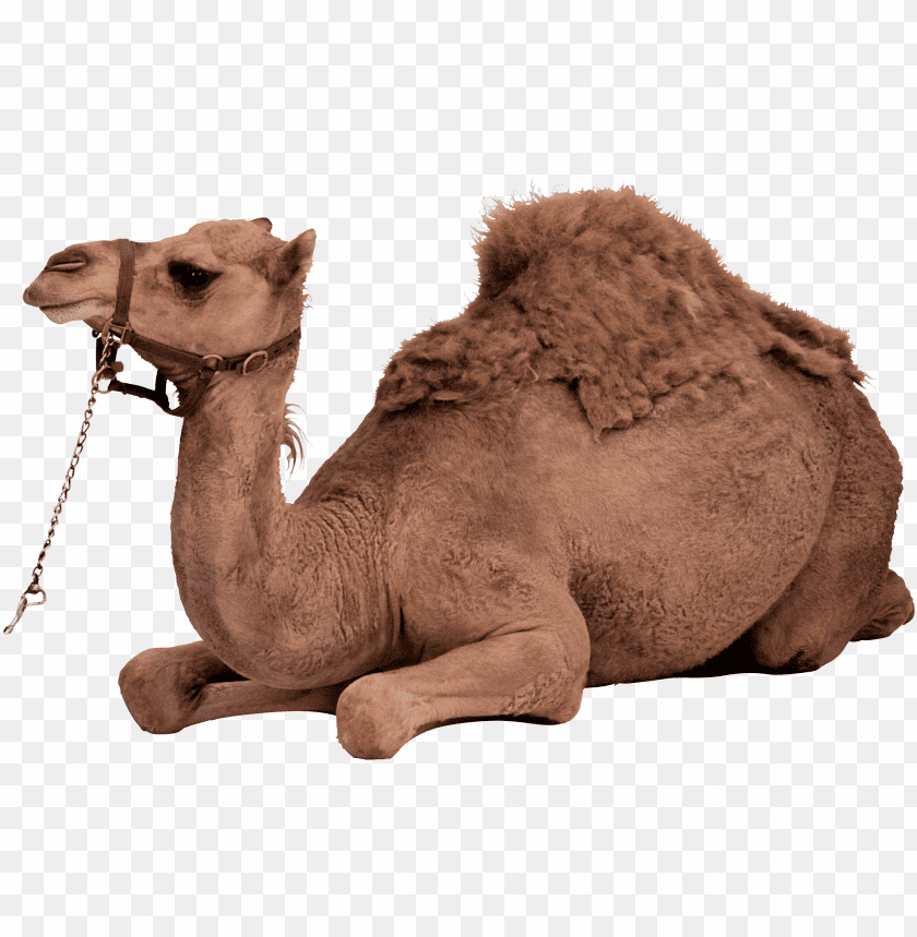 Detail Camels Png Nomer 5