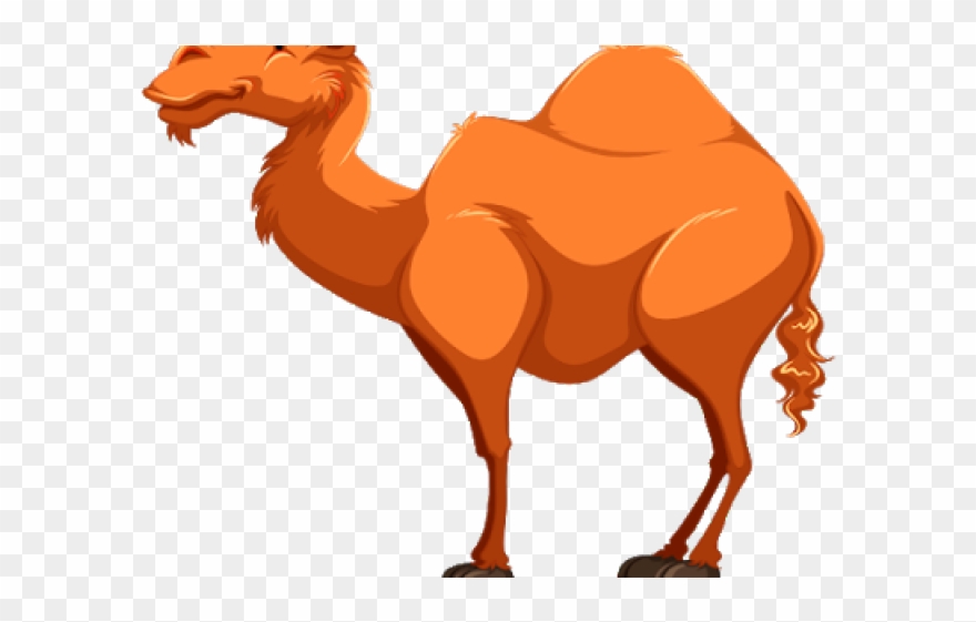 Detail Camels Png Nomer 50