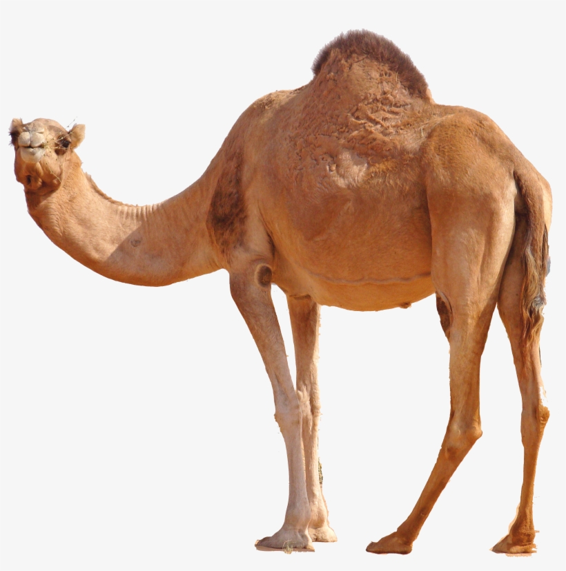 Detail Camels Png Nomer 6