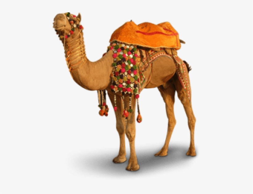 Detail Camels Png Nomer 8