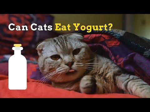 Can Cats Have Peach Yogurt - KibrisPDR