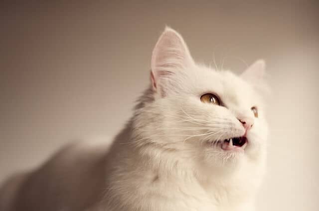 Detail Can Cats Have Peach Yogurt Nomer 5