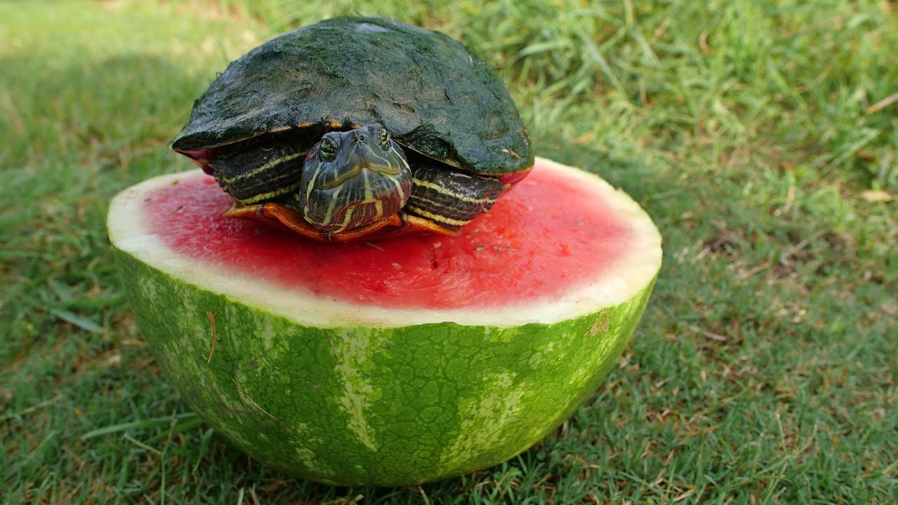 Can Red Eared Slider Turtles Eat Watermelon - KibrisPDR