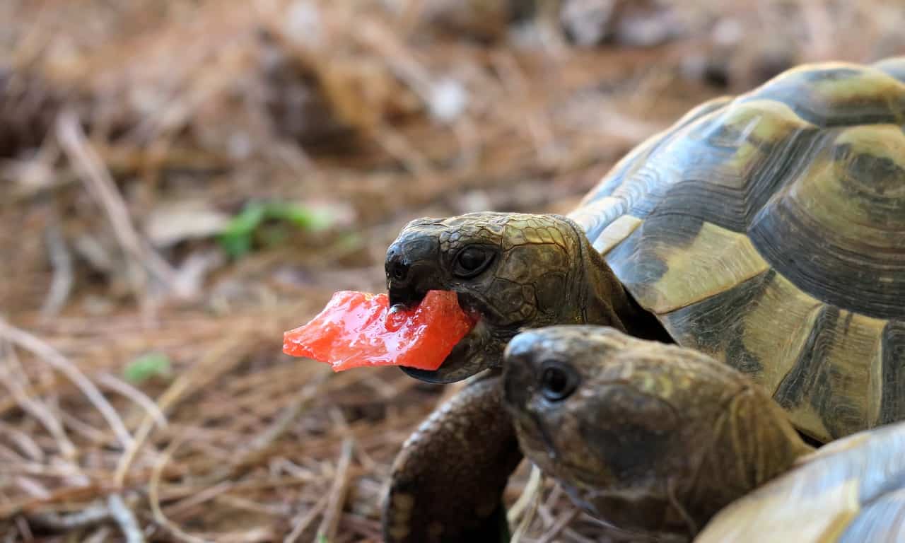 Detail Can Red Eared Slider Turtles Eat Watermelon Nomer 2