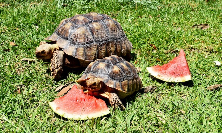 Detail Can Red Eared Slider Turtles Eat Watermelon Nomer 11