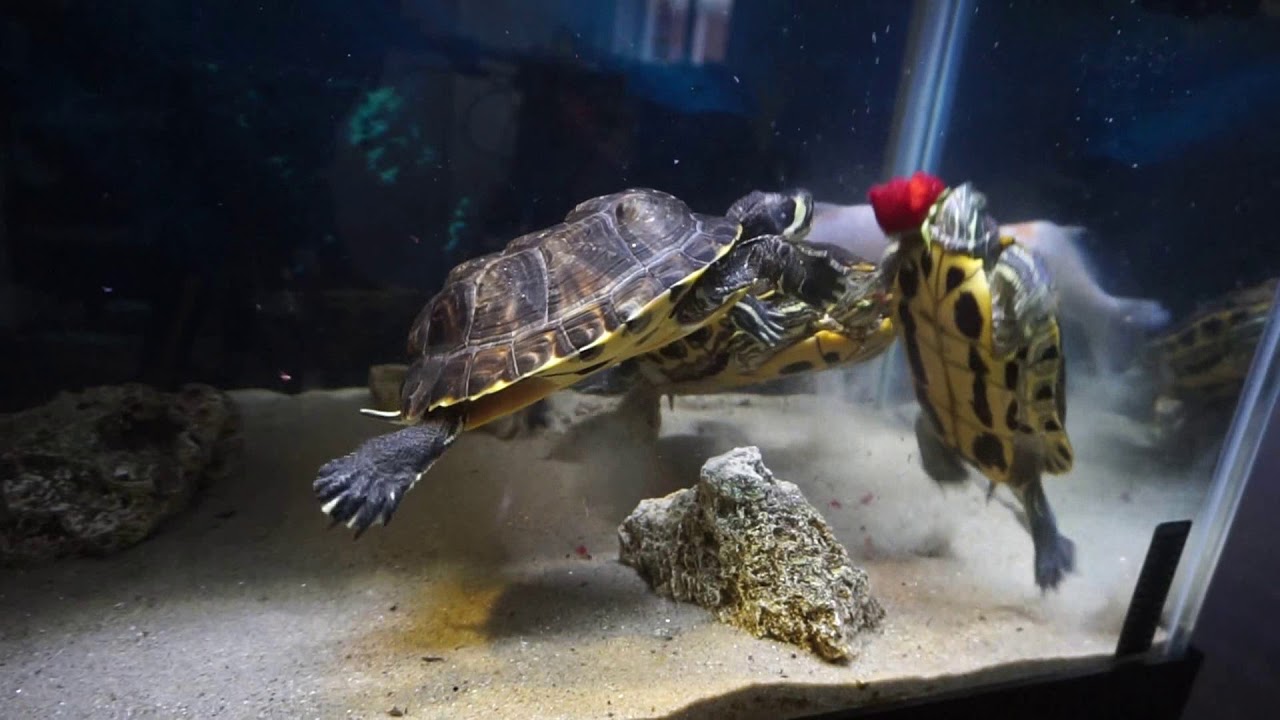 Detail Can Red Eared Slider Turtles Eat Watermelon Nomer 13