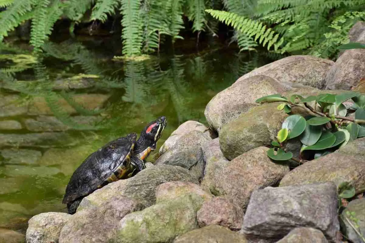 Detail Can Red Eared Slider Turtles Eat Watermelon Nomer 14