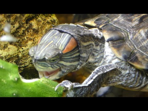 Detail Can Red Eared Slider Turtles Eat Watermelon Nomer 15