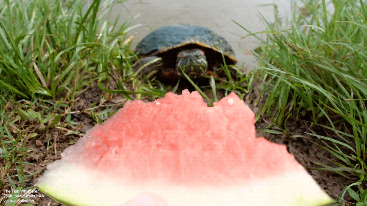 Detail Can Red Eared Slider Turtles Eat Watermelon Nomer 16