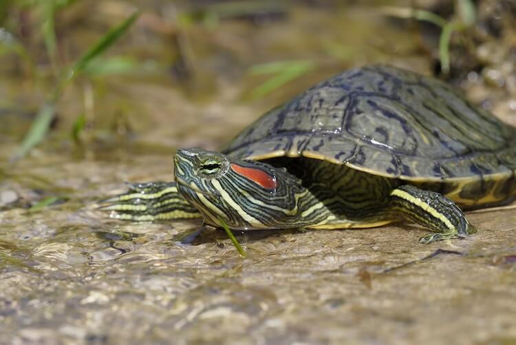 Detail Can Red Eared Slider Turtles Eat Watermelon Nomer 17