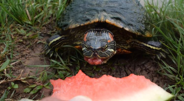 Detail Can Red Eared Slider Turtles Eat Watermelon Nomer 19