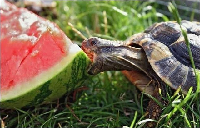 Detail Can Red Eared Slider Turtles Eat Watermelon Nomer 20