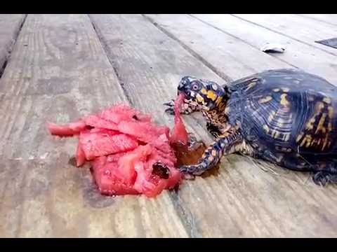 Detail Can Red Eared Slider Turtles Eat Watermelon Nomer 3