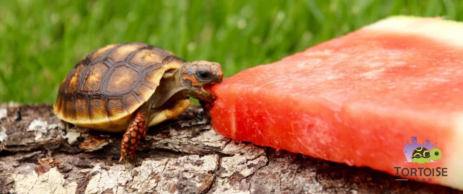Detail Can Red Eared Slider Turtles Eat Watermelon Nomer 21