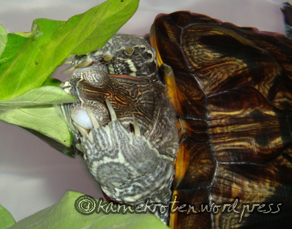 Detail Can Red Eared Slider Turtles Eat Watermelon Nomer 22