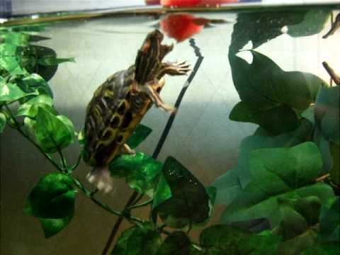 Detail Can Red Eared Slider Turtles Eat Watermelon Nomer 23
