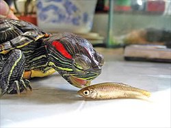 Detail Can Red Eared Slider Turtles Eat Watermelon Nomer 24