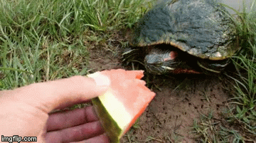 Detail Can Red Eared Slider Turtles Eat Watermelon Nomer 25