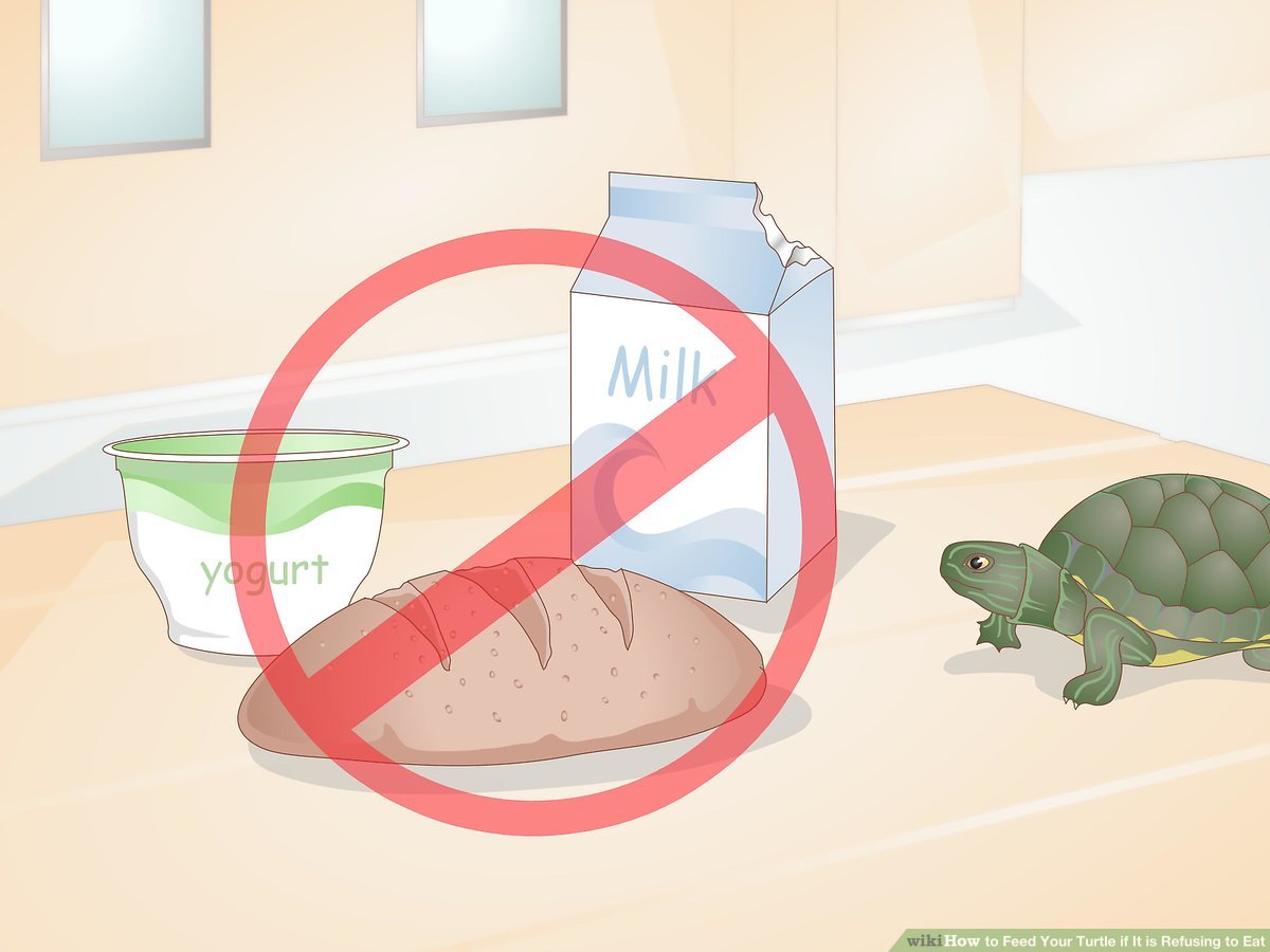 Detail Can Red Eared Slider Turtles Eat Watermelon Nomer 26