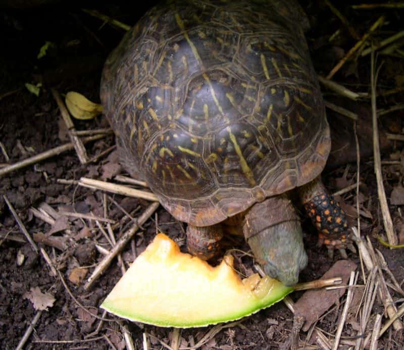 Detail Can Red Eared Slider Turtles Eat Watermelon Nomer 27