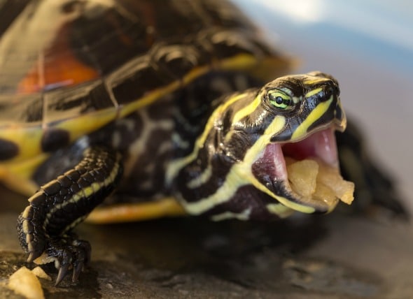 Detail Can Red Eared Slider Turtles Eat Watermelon Nomer 28