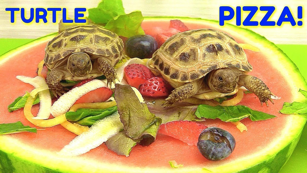 Detail Can Red Eared Slider Turtles Eat Watermelon Nomer 29