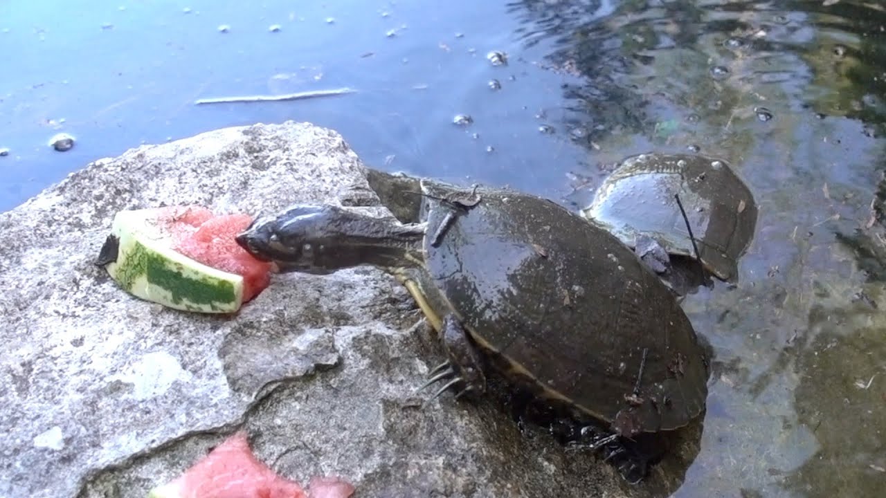 Detail Can Red Eared Slider Turtles Eat Watermelon Nomer 4