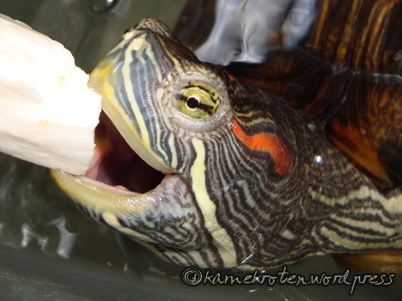Detail Can Red Eared Slider Turtles Eat Watermelon Nomer 30