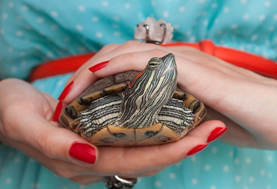Detail Can Red Eared Slider Turtles Eat Watermelon Nomer 31