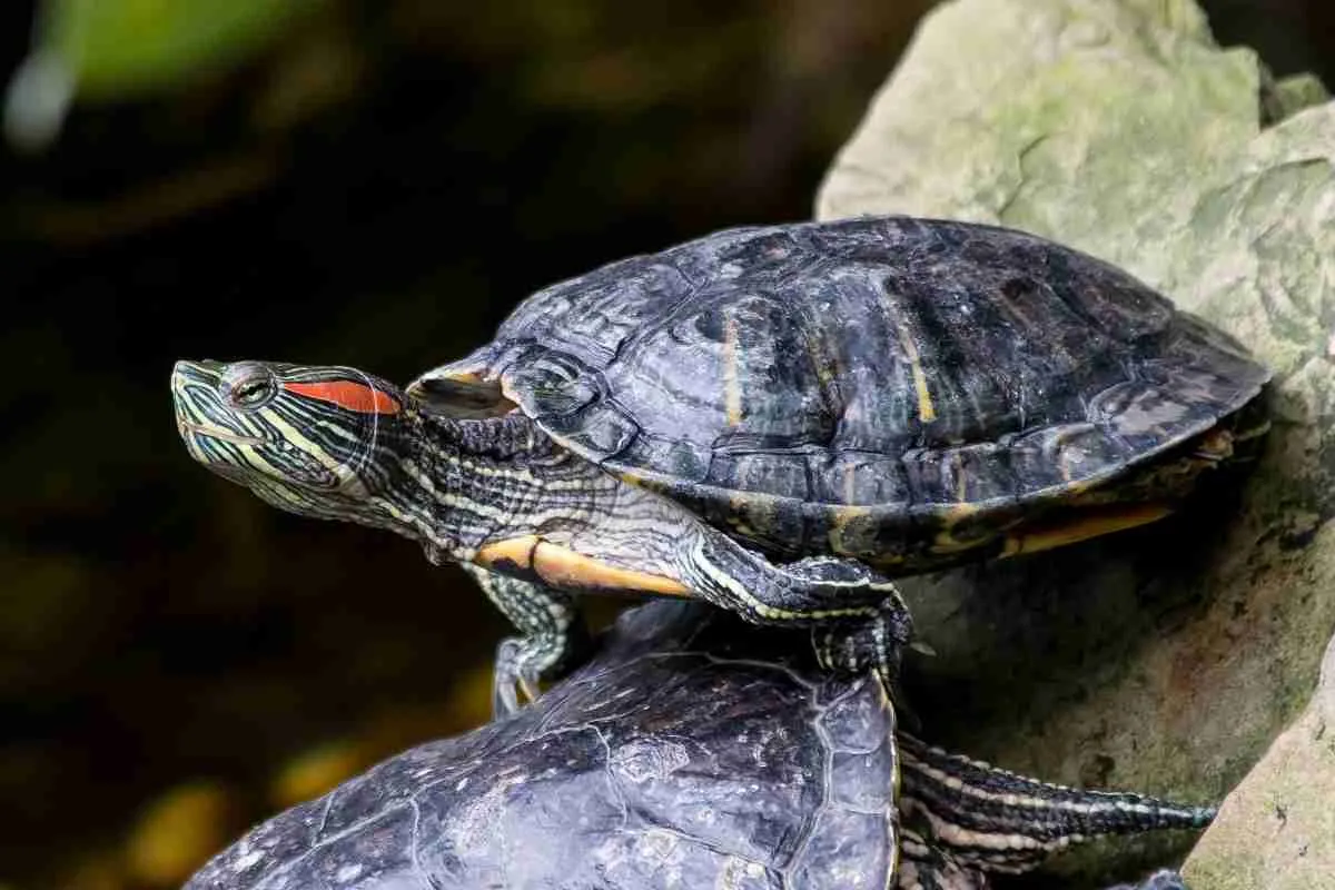 Detail Can Red Eared Slider Turtles Eat Watermelon Nomer 32