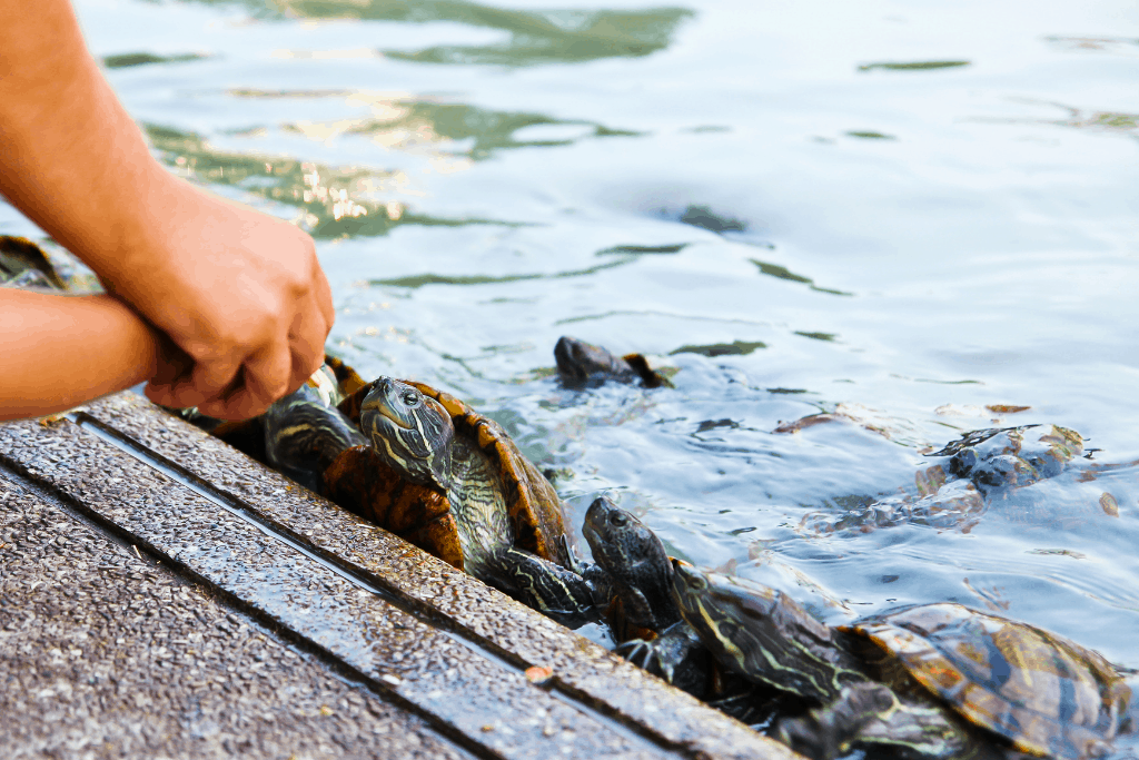 Detail Can Red Eared Slider Turtles Eat Watermelon Nomer 33