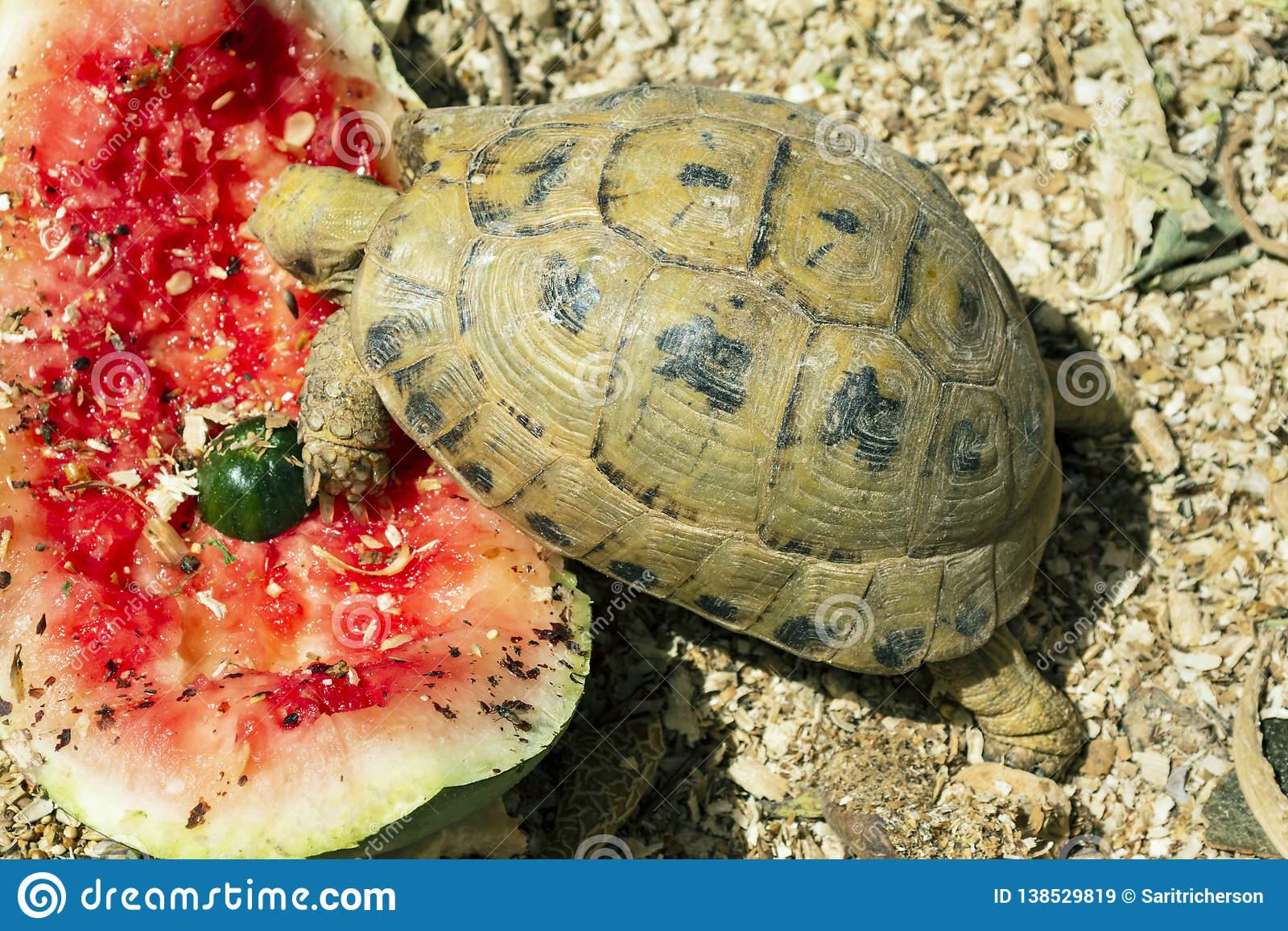 Detail Can Red Eared Slider Turtles Eat Watermelon Nomer 34