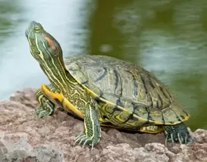 Detail Can Red Eared Slider Turtles Eat Watermelon Nomer 35