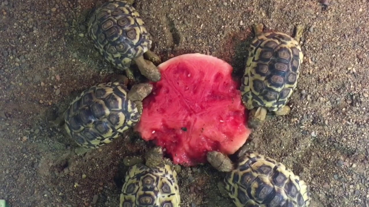 Detail Can Red Eared Slider Turtles Eat Watermelon Nomer 38