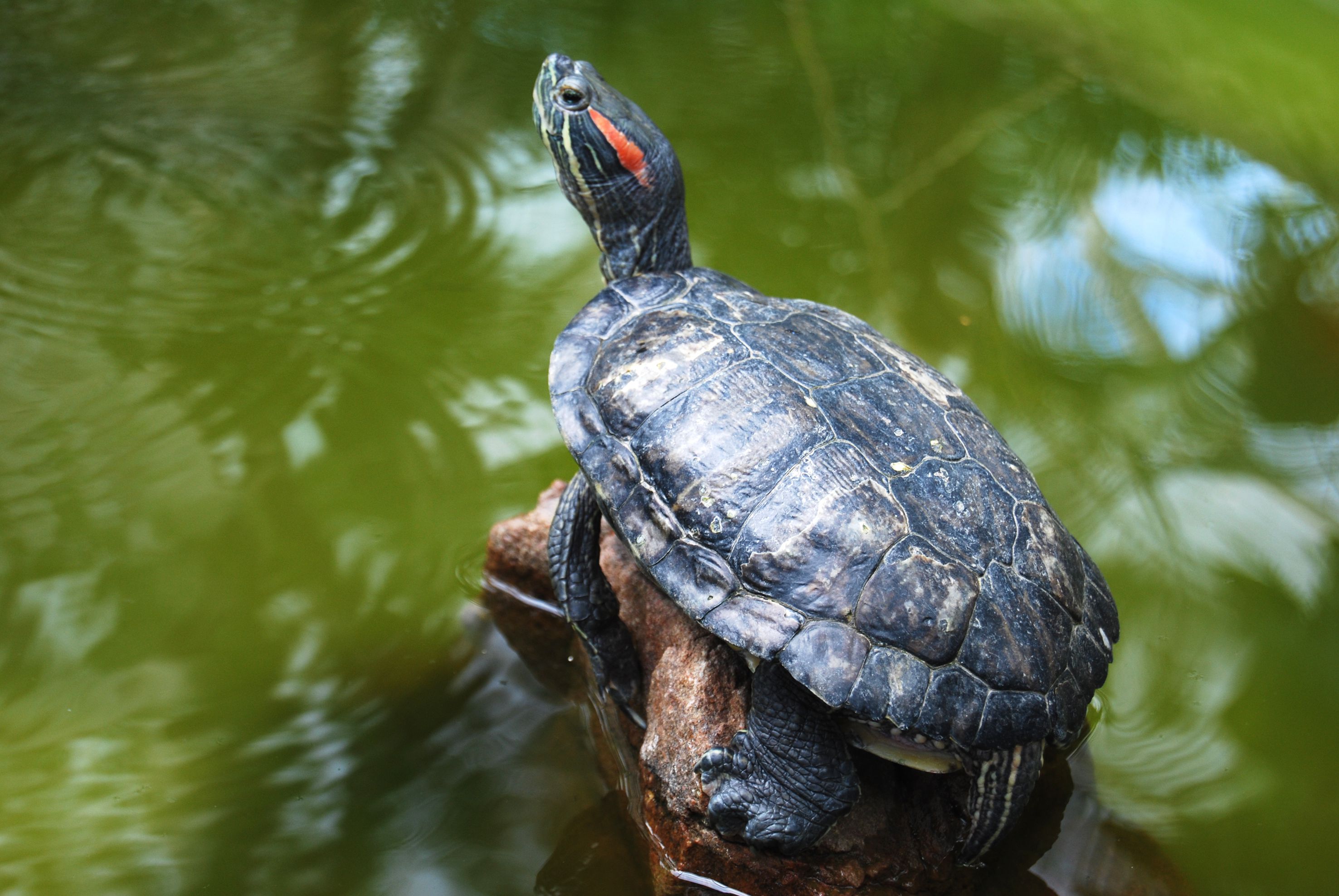 Detail Can Red Eared Slider Turtles Eat Watermelon Nomer 5