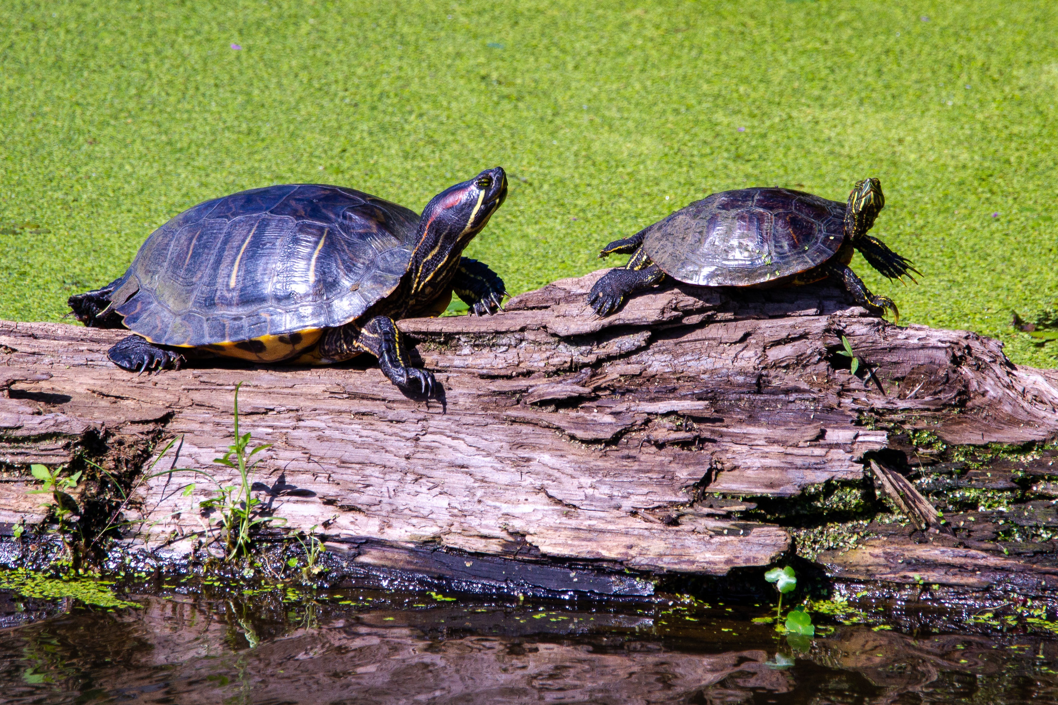 Detail Can Red Eared Slider Turtles Eat Watermelon Nomer 39