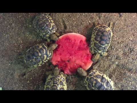 Detail Can Red Eared Slider Turtles Eat Watermelon Nomer 40