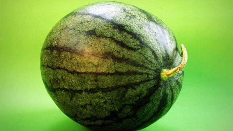 Detail Can Red Eared Slider Turtles Eat Watermelon Nomer 41