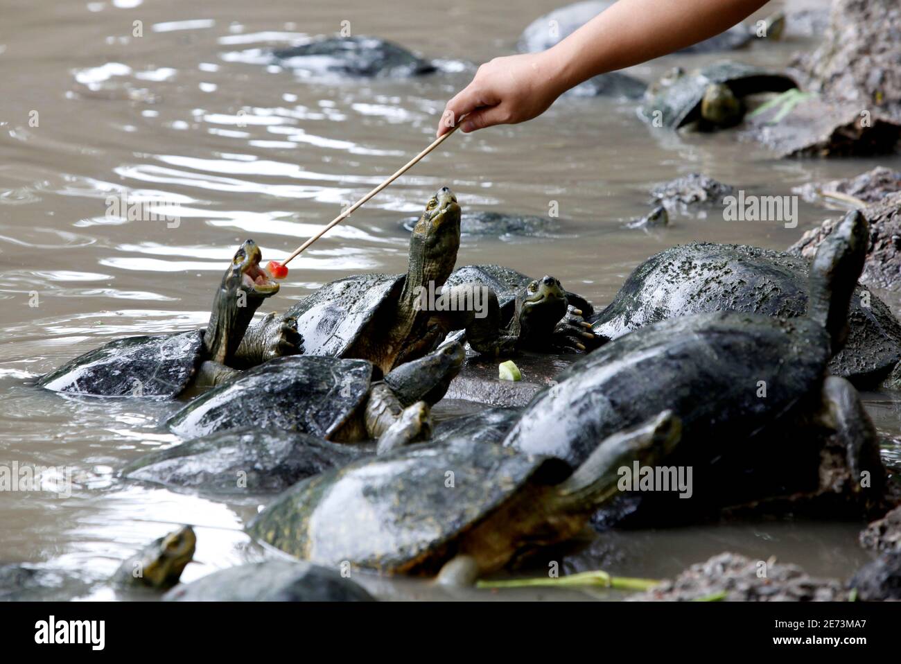 Detail Can Red Eared Slider Turtles Eat Watermelon Nomer 43