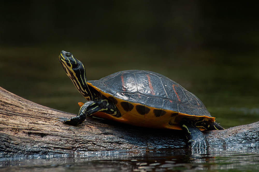 Detail Can Red Eared Slider Turtles Eat Watermelon Nomer 46
