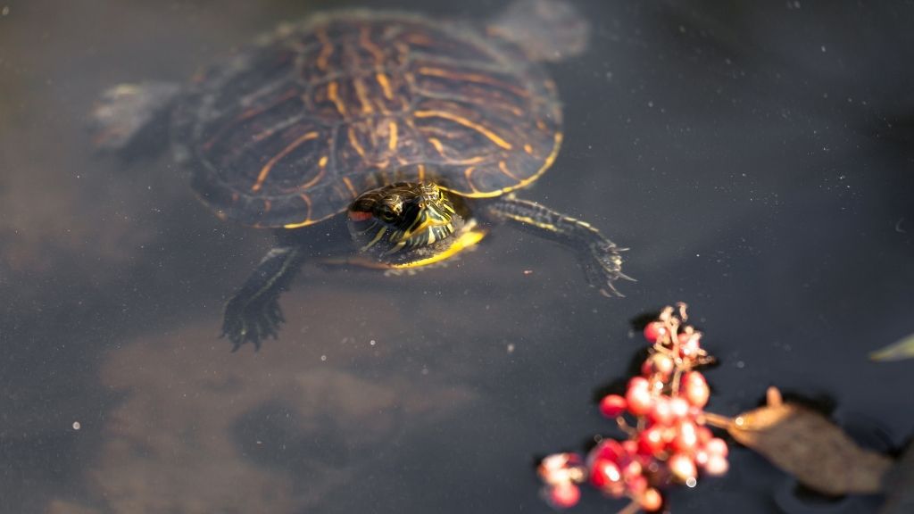 Detail Can Red Eared Slider Turtles Eat Watermelon Nomer 47