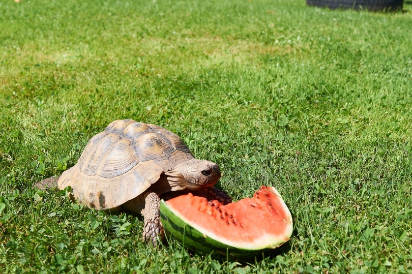 Detail Can Red Eared Slider Turtles Eat Watermelon Nomer 6
