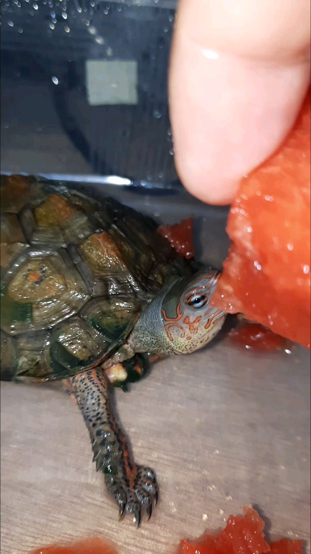 Detail Can Red Eared Slider Turtles Eat Watermelon Nomer 48