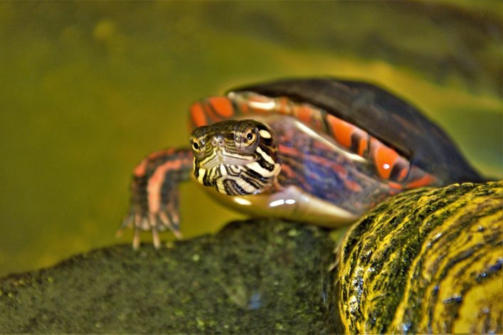 Detail Can Red Eared Slider Turtles Eat Watermelon Nomer 49