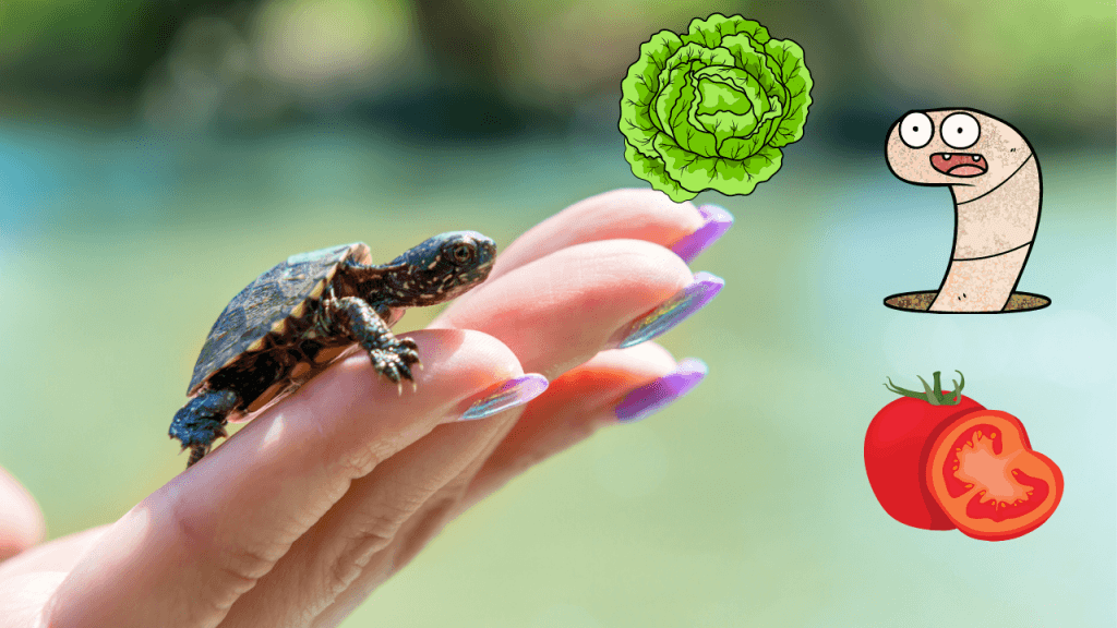 Detail Can Red Eared Slider Turtles Eat Watermelon Nomer 50