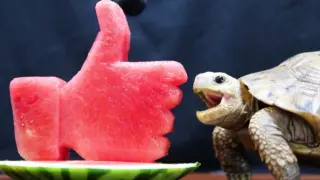 Detail Can Red Eared Slider Turtles Eat Watermelon Nomer 53