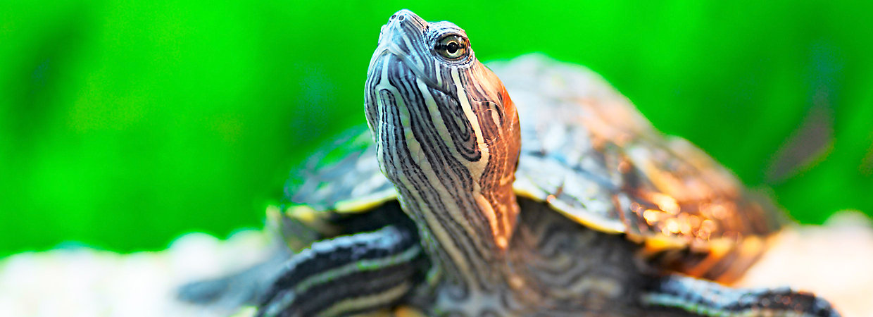 Detail Can Red Eared Slider Turtles Eat Watermelon Nomer 54
