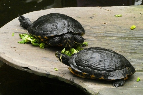 Detail Can Red Eared Slider Turtles Eat Watermelon Nomer 55