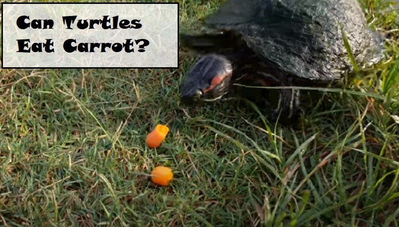 Detail Can Red Eared Slider Turtles Eat Watermelon Nomer 56